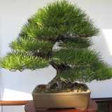 L'esemplare di un Pinus Thunbergii, una delle specie pi� apprezzate nel mondo bonsaistico